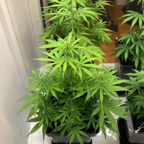 BCN Critical XXL Autoflower growlog timeline photo