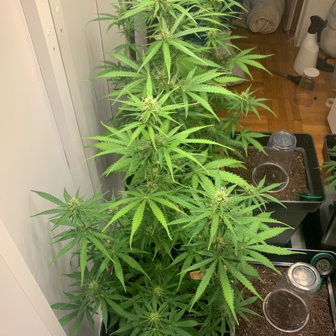 BCN Critical XXL Autoflower growlog timeline photo