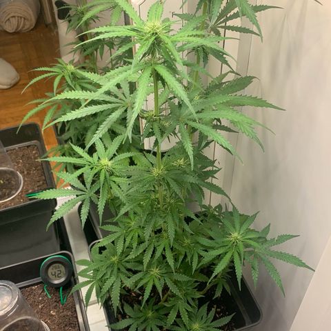 Blackberry Gum Autoflower growlog timeline photo