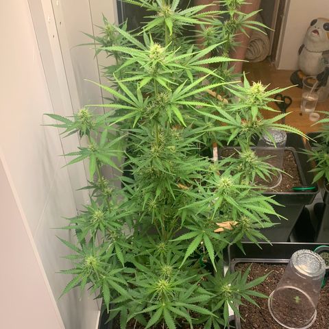 BCN Critical XXL Autoflower growlog timeline photo