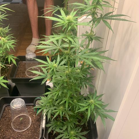 Blackberry Gum Autoflower growlog timeline photo