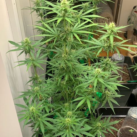 BCN Critical XXL Autoflower growlog timeline photo