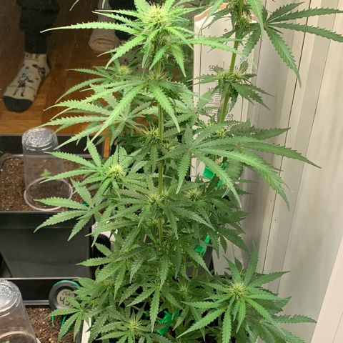 Blackberry Gum Autoflower growlog timeline photo