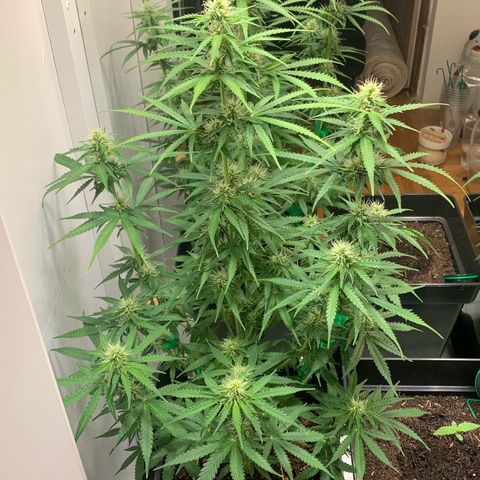 BCN Critical XXL Autoflower growlog timeline photo