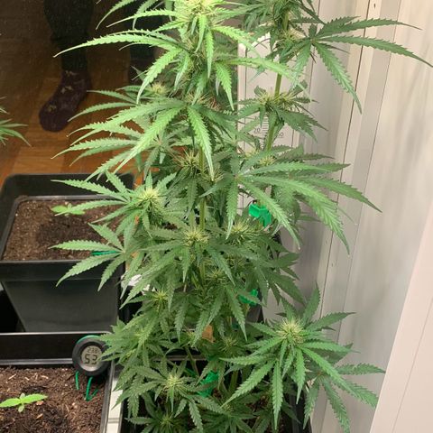 Blackberry Gum Autoflower growlog timeline photo