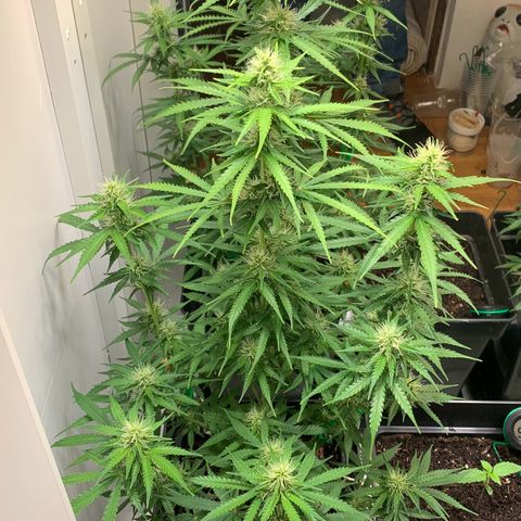 BCN Critical XXL Autoflower growlog timeline photo