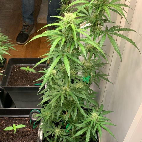 Blackberry Gum Autoflower growlog timeline photo