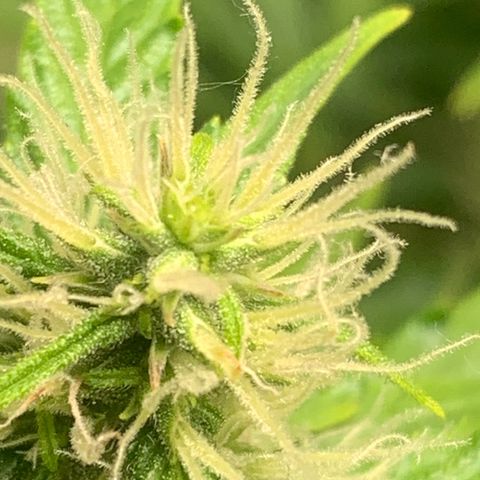 BCN Critical XXL Autoflower growlog timeline photo