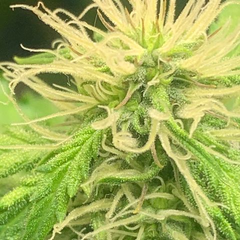 Blackberry Gum Autoflower growlog timeline photo