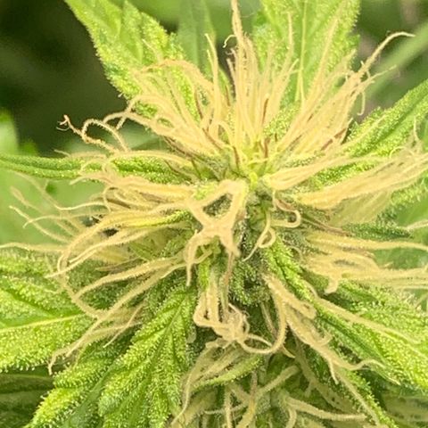 Blackberry Gum Autoflower growlog timeline photo