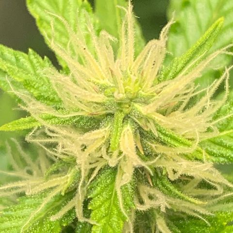 BCN Critical XXL Autoflower growlog timeline photo