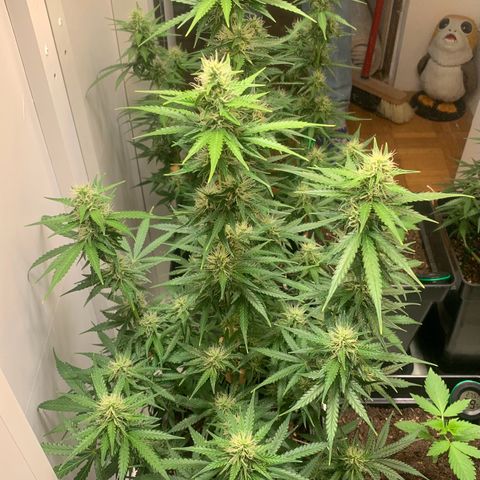 BCN Critical XXL Autoflower growlog timeline photo