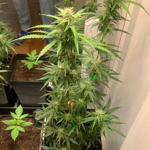 Blackberry Gum Autoflower growlog timeline photo