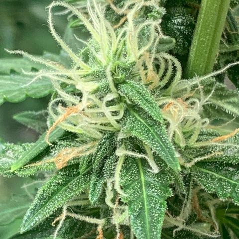 BCN Critical XXL Autoflower growlog timeline photo