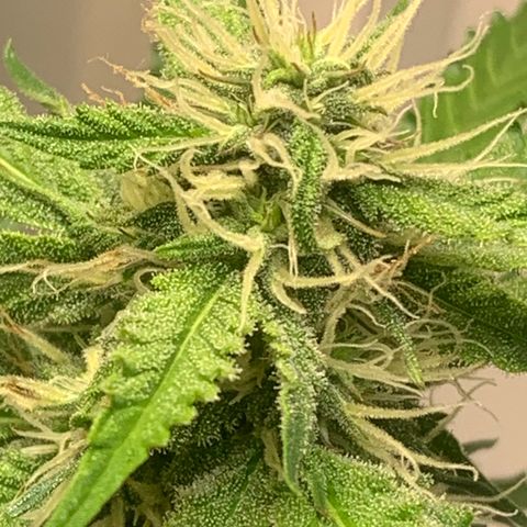 Blackberry Gum Autoflower growlog timeline photo