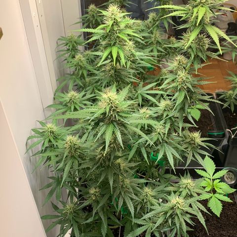 BCN Critical XXL Autoflower growlog timeline photo
