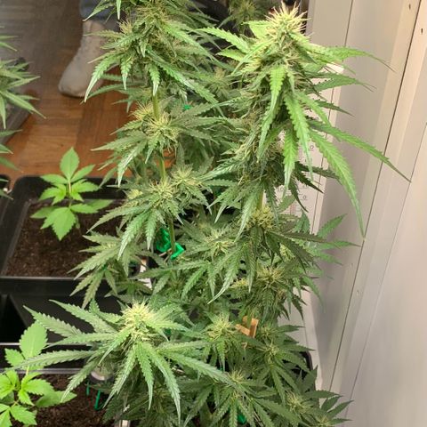 Blackberry Gum Autoflower growlog timeline photo