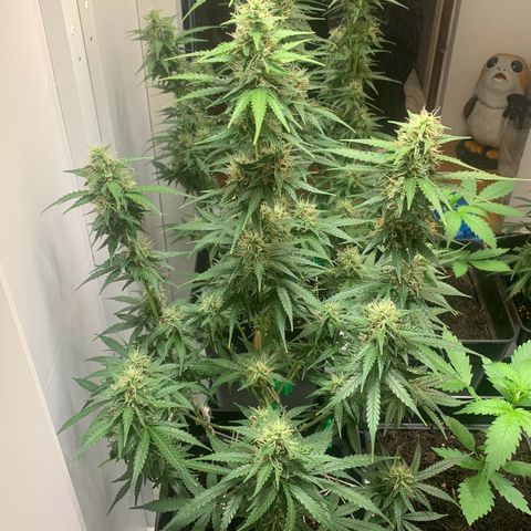 BCN Critical XXL Autoflower growlog timeline photo