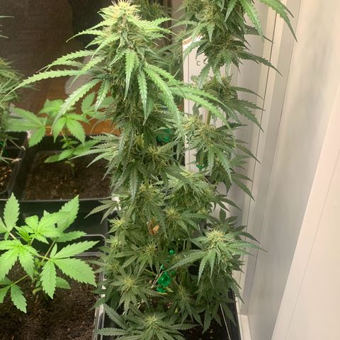 Blackberry Gum Autoflower growlog timeline photo