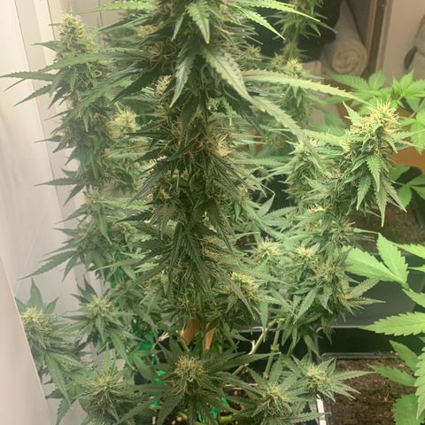 BCN Critical XXL Autoflower growlog timeline photo