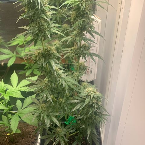 Blackberry Gum Autoflower growlog timeline photo