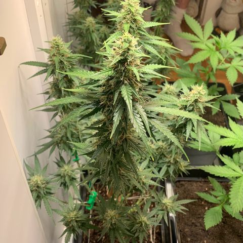 BCN Critical XXL Autoflower growlog timeline photo