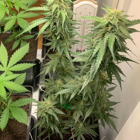 Blackberry Gum Autoflower growlog timeline photo