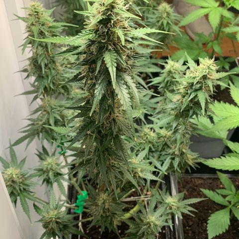 BCN Critical XXL Autoflower growlog timeline photo