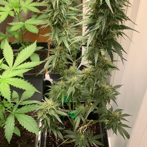 Blackberry Gum Autoflower growlog timeline photo