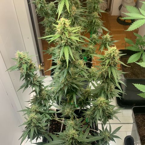 BCN Critical XXL Autoflower growlog timeline photo