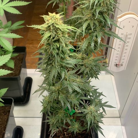Blackberry Gum Autoflower growlog timeline photo