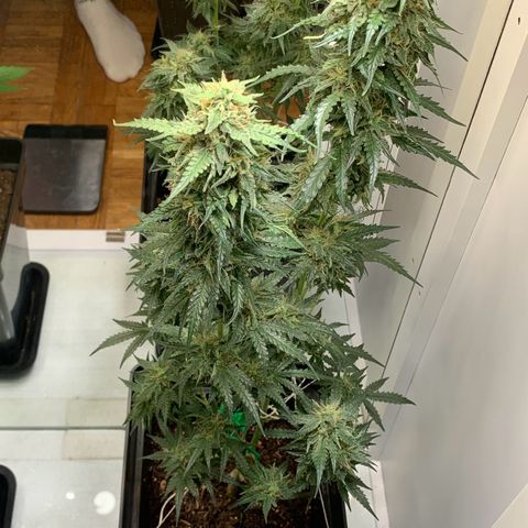 Blackberry Gum Autoflower growlog timeline photo