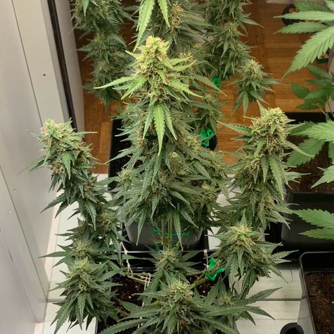 BCN Critical XXL Autoflower growlog timeline photo