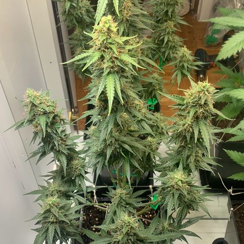 BCN Critical XXL Autoflower growlog timeline photo
