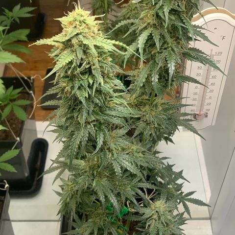 Blackberry Gum Autoflower growlog timeline photo