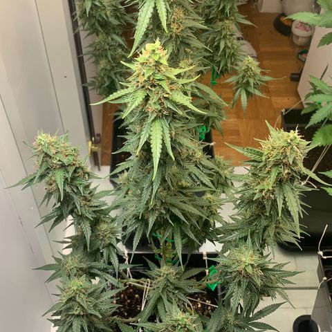 BCN Critical XXL Autoflower growlog timeline photo
