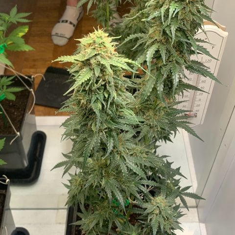 Blackberry Gum Autoflower growlog timeline photo