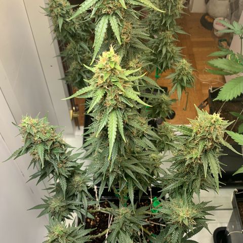 BCN Critical XXL Autoflower growlog timeline photo