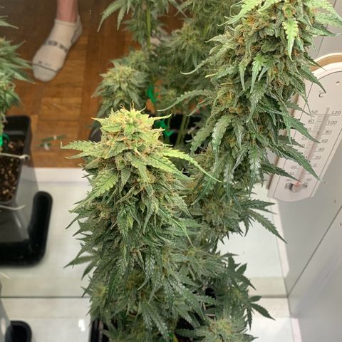 Blackberry Gum Autoflower growlog timeline photo