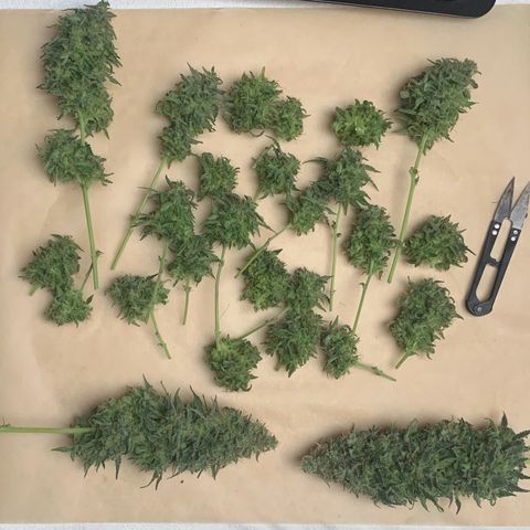 Blackberry Gum Autoflower growlog timeline photo