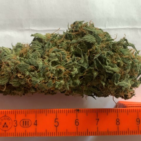 Blackberry Gum Autoflower growlog timeline photo