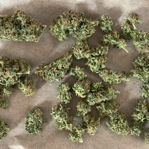 Blackberry Gum Autoflower growlog timeline photo