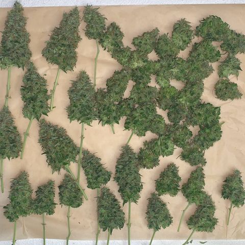 BCN Critical XXL Autoflower growlog photo: 200g