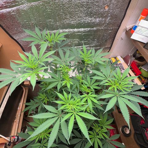 Cinderella 99 growlog timeline photo