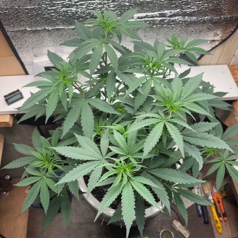 Cinderella 99 growlog timeline photo