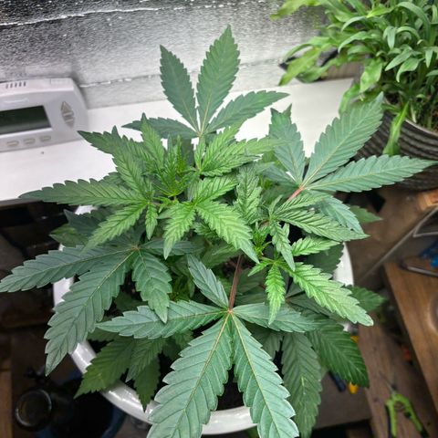 Cinderella 99 growlog timeline photo