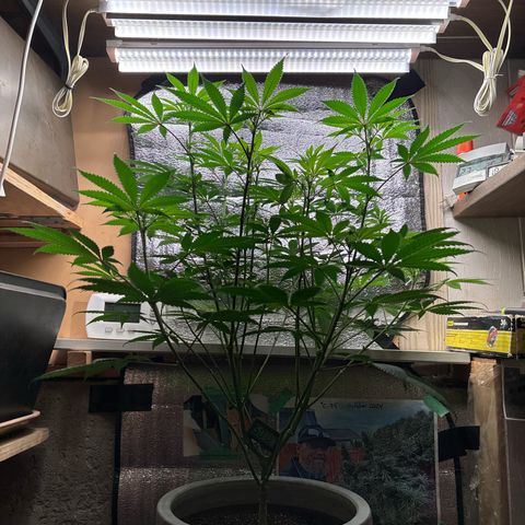 Cinderella 99 growlog photo: White Hairs Everywhere Now