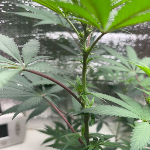 Cinderella 99 growlog photo: White Hairs Everywhere Now