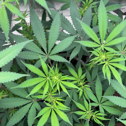Cinderella 99 growlog photo: White Hairs Everywhere Now