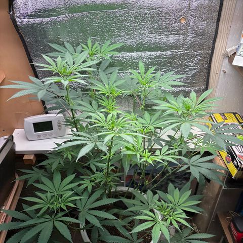 Cinderella 99 growlog photo: White Hairs Everywhere Now